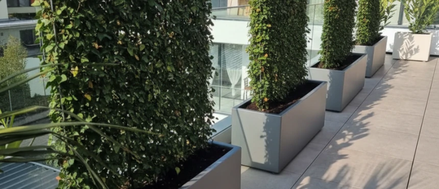 Rośliny zimozielone w donicach na balkonie, tętniące zielenią przez cały rok.